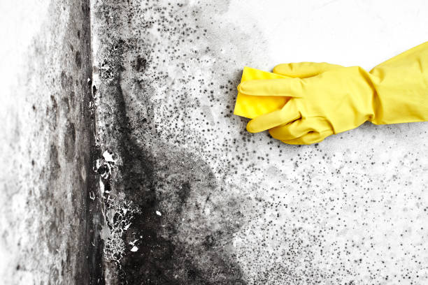 Best Best Mold Removal Companies  in Shady Point, OK