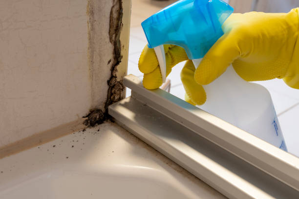 Best Residential Mold Removal  in Shady Point, OK