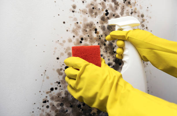 Best Local Mold Removal Service  in Shady Point, OK