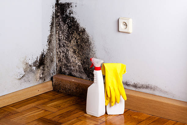Home Mold Removal in Shady Point, OK