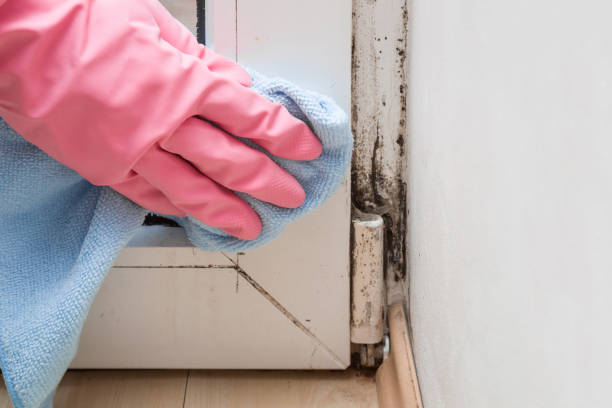 Office Mold Removal Services in Shady Point, OK