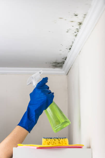 Best Professional Mold Removal  in Shady Point, OK
