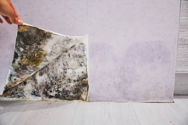Shady Point, OK Mold Removal Company